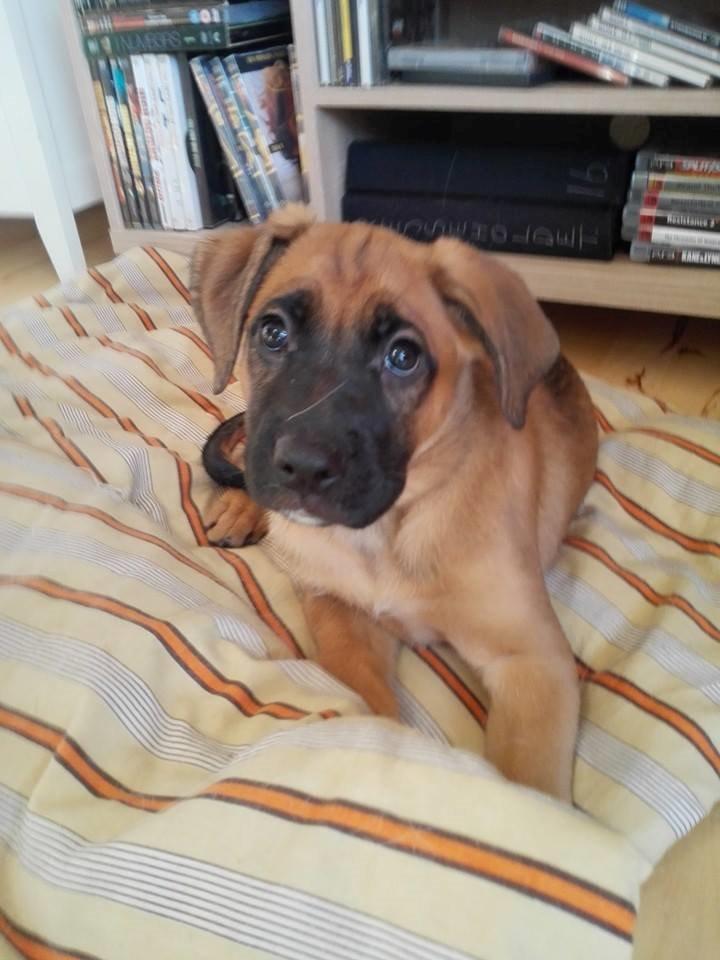 Blanding af racer Kela billede 10