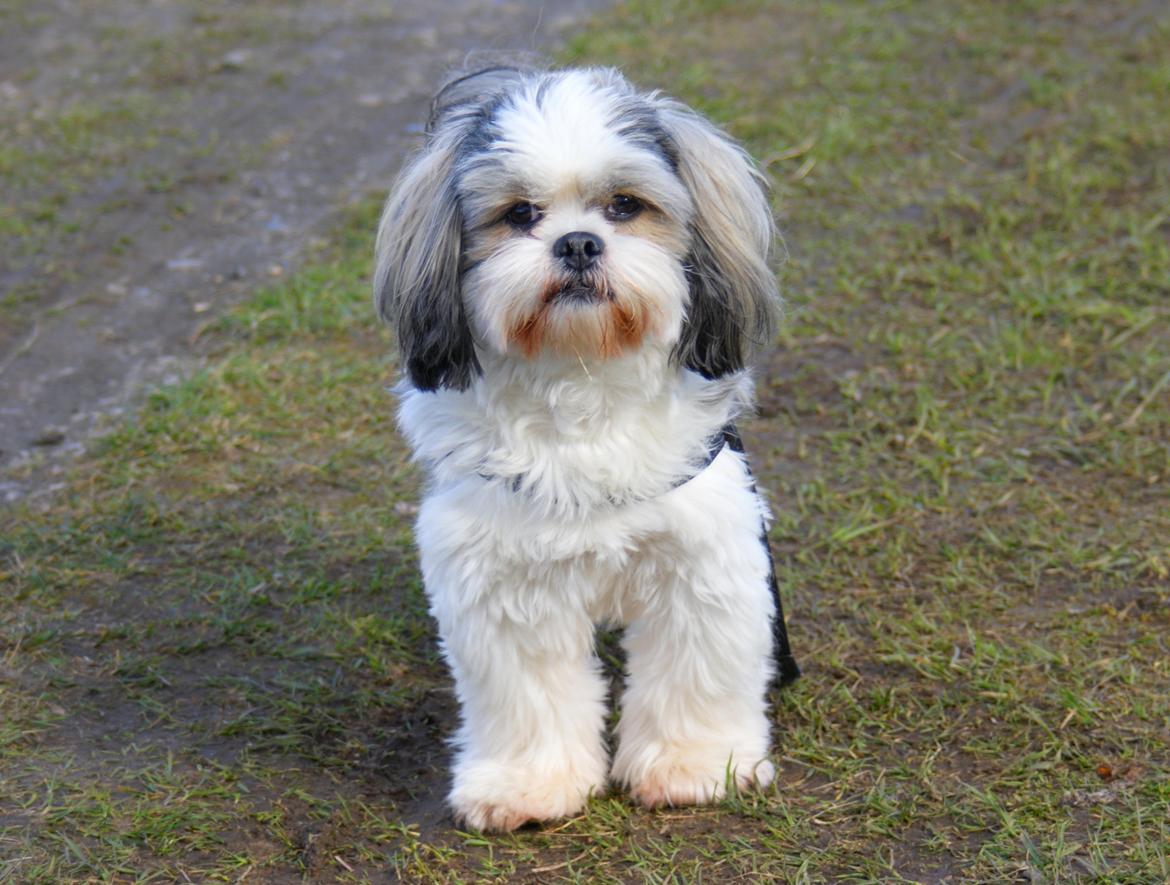 Lhasa apso Tucker billede 4