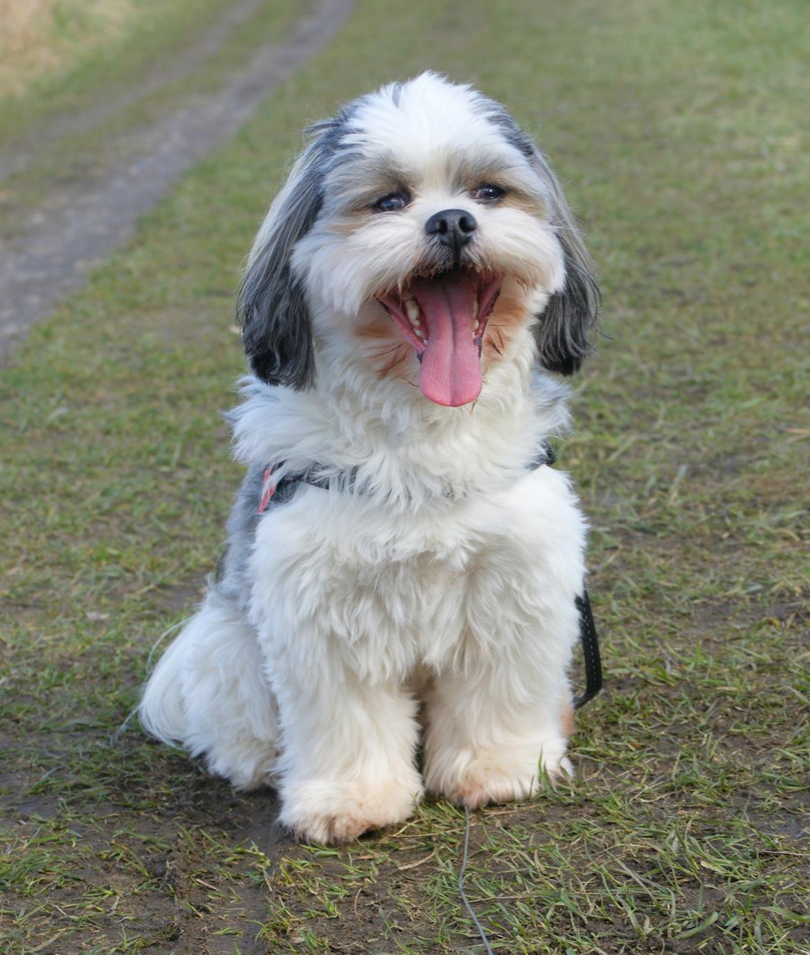 Lhasa apso Tucker billede 10