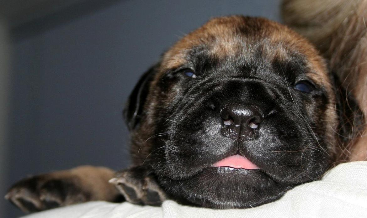 Bullmastiff Bullsaints Haress Al Dar - Barney 14 dage gammel billede 3