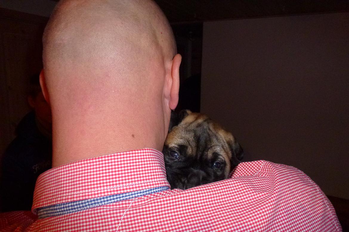 Bullmastiff Bullsaints Haress Al Dar - Min mand & Barney hvor han er 14 dage gl. billede 4