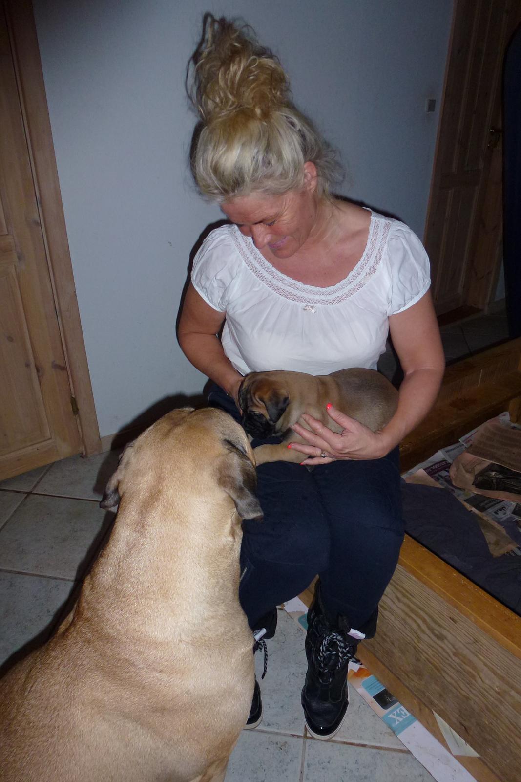 Bullmastiff Bullsaints Haress Al Dar - Mit første møde med Barney :-) billede 5
