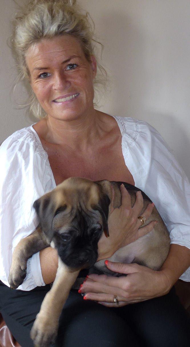 Bullmastiff Bullsaints Haress Al Dar - Barney skal hjem 8 uger gl :-) billede 7