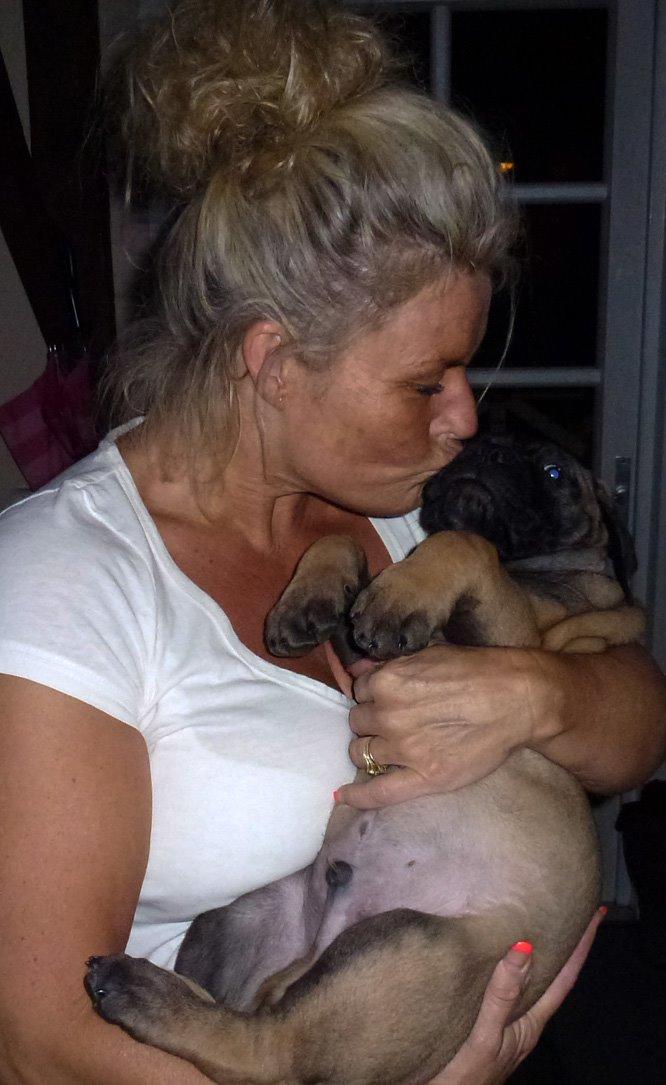 Bullmastiff Bullsaints Haress Al Dar - Barney lige kommet hjem 8 uger gl. billede 9