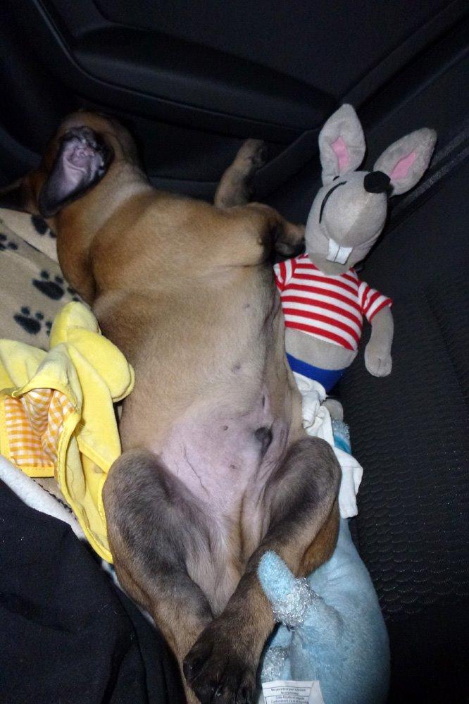 Bullmastiff Bullsaints Haress Al Dar - På vej hjem fra sjælland, fra Kennel Bullsaints :-) billede 8