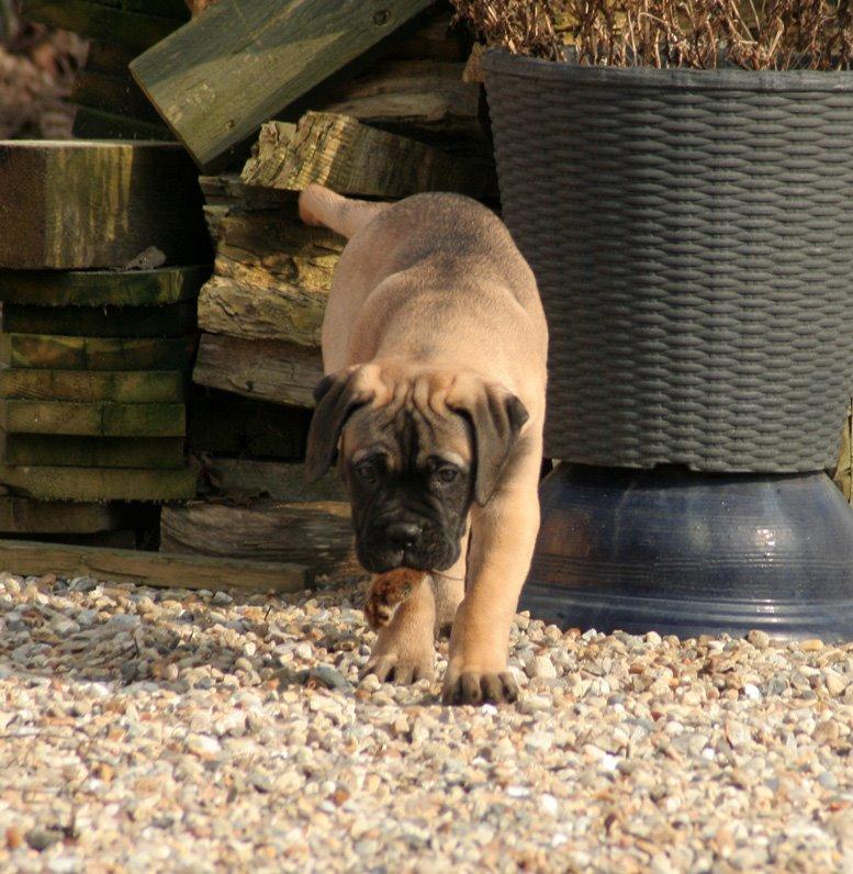 Bullmastiff Bullsaints Haress Al Dar - Barney 11 uger gl. billede 12