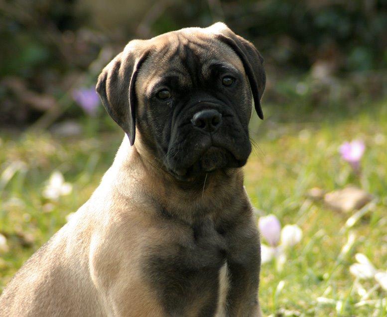 Bullmastiff Bullsaints Haress Al Dar - Barney 11 uger gl. billede 14