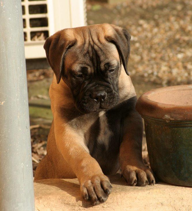 Bullmastiff Bullsaints Haress Al Dar - Barney 10 uger gl. billede 10