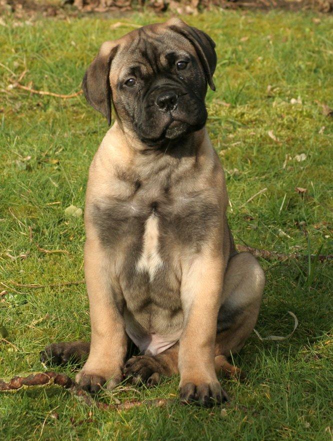 Bullmastiff Bullsaints Haress Al Dar - Barney 10 uger gl. billede 11