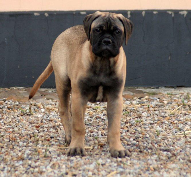 Bullmastiff Bullsaints Haress Al Dar - Barney 13 uger gl. billede 15