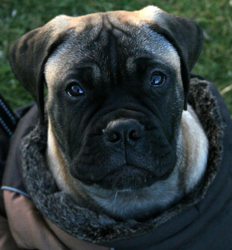 Bullmastiff Bullsaints Haress Al Dar - Barney 13½ uger gl. billede 16