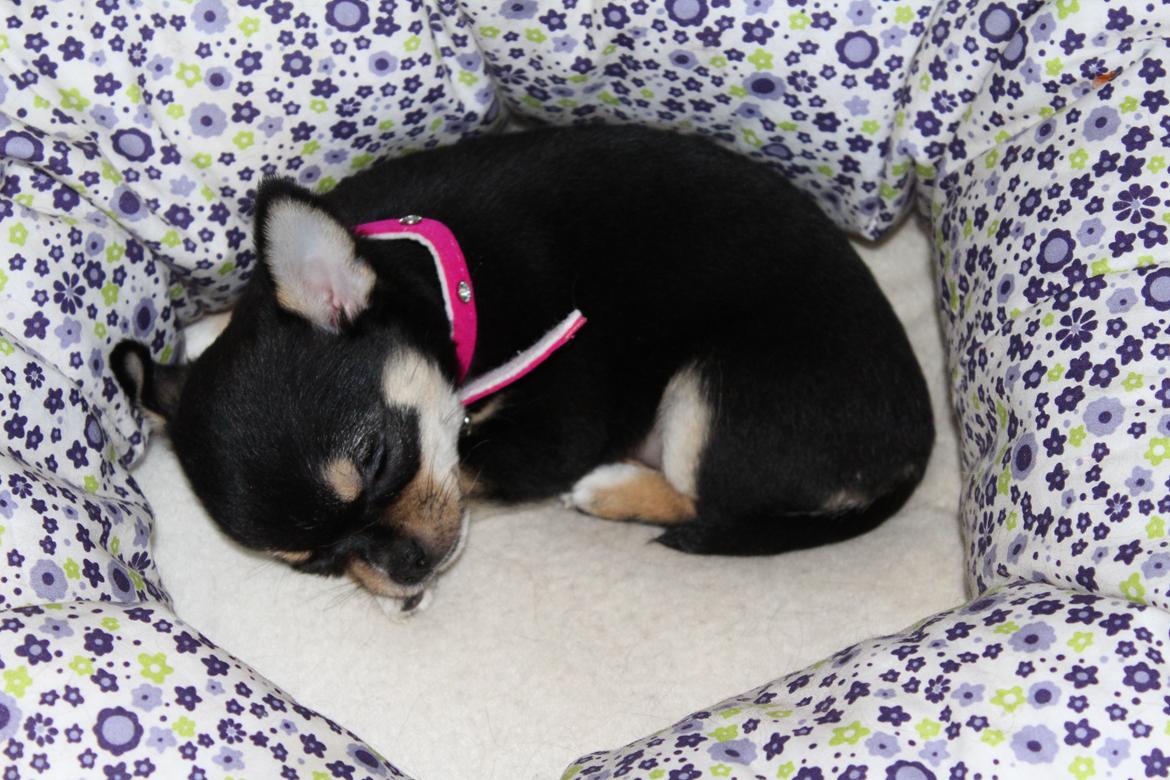 Chihuahua  holmbechs Just Viola (Viola) billede 7