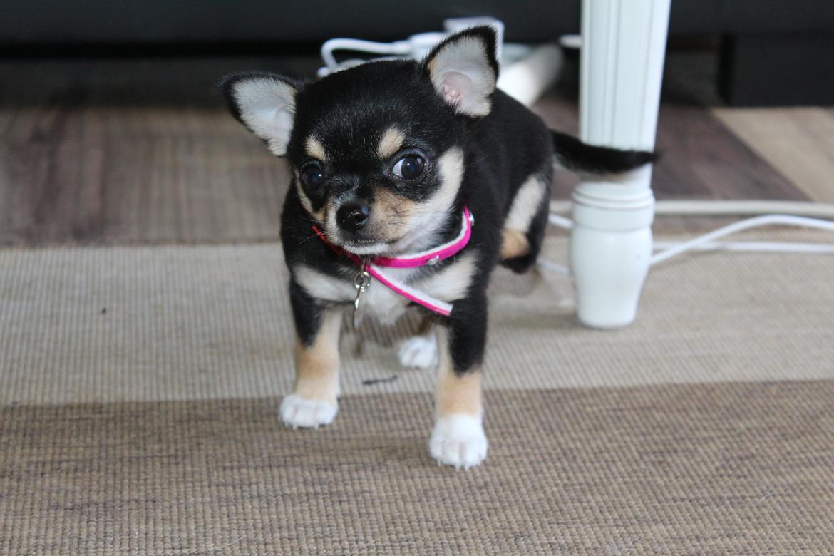 Chihuahua  holmbechs Just Viola (Viola) billede 22