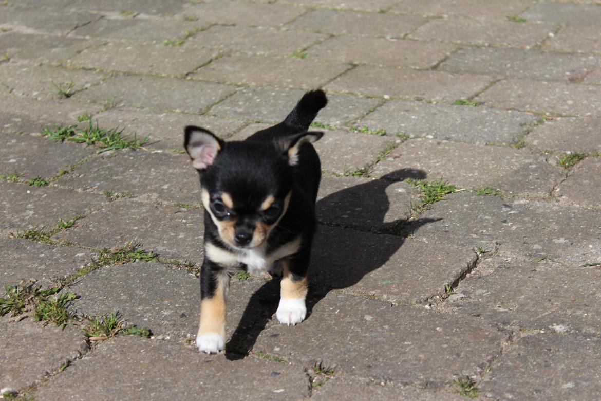 Chihuahua  holmbechs Just Viola (Viola) billede 4