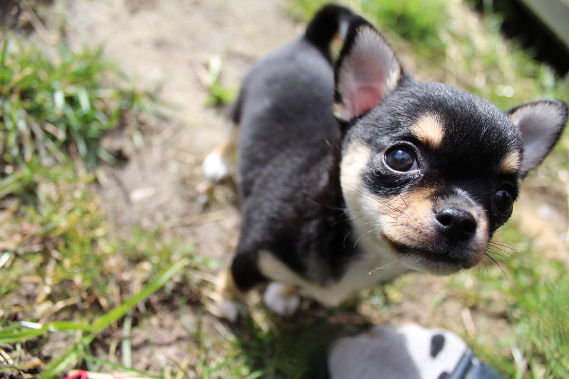 Chihuahua  holmbechs Just Viola (Viola) billede 11