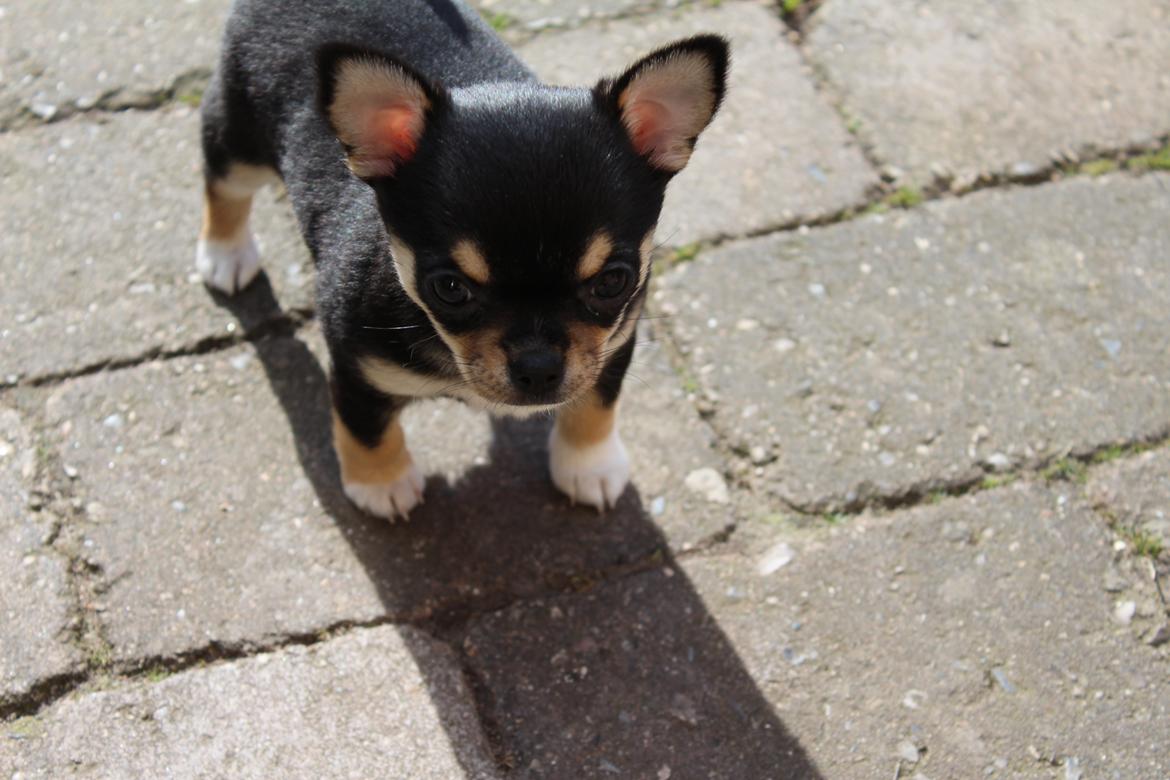 Chihuahua  holmbechs Just Viola (Viola) billede 10