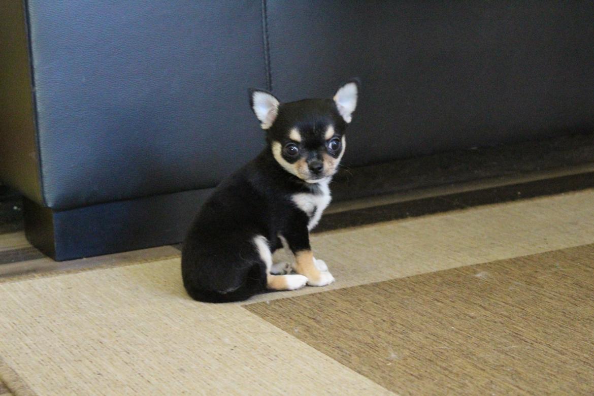 Chihuahua  holmbechs Just Viola (Viola) billede 18