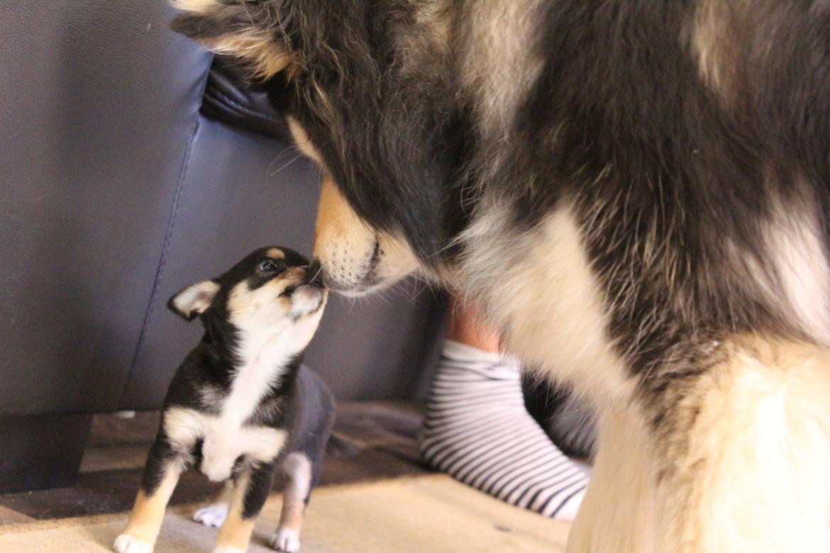 Chihuahua  holmbechs Just Viola (Viola) billede 33