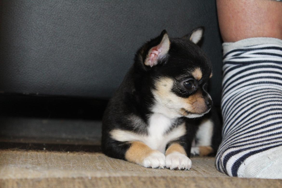 Chihuahua  holmbechs Just Viola (Viola) billede 6