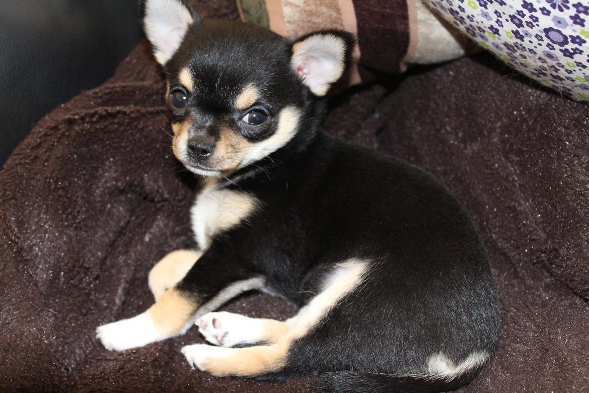 Chihuahua  holmbechs Just Viola (Viola) billede 23