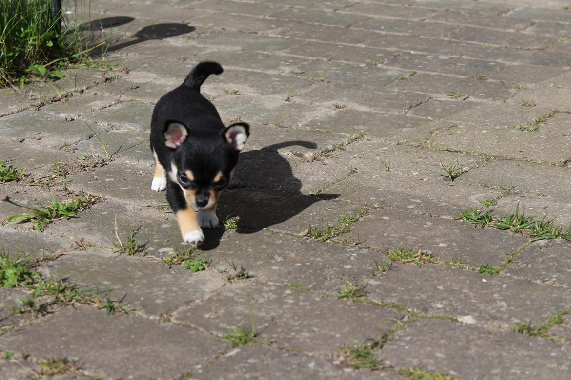 Chihuahua  holmbechs Just Viola (Viola) billede 28