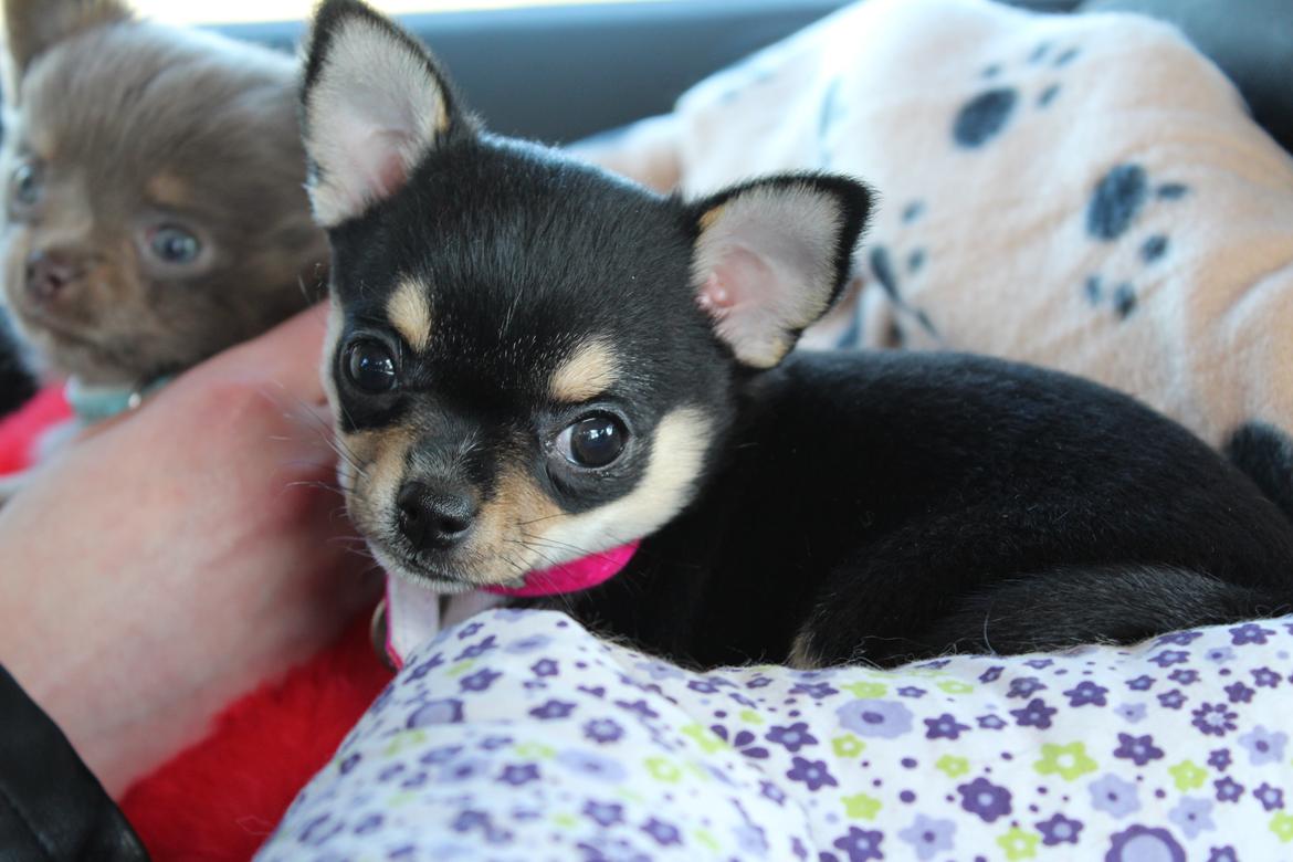 Chihuahua  holmbechs Just Viola (Viola) billede 21