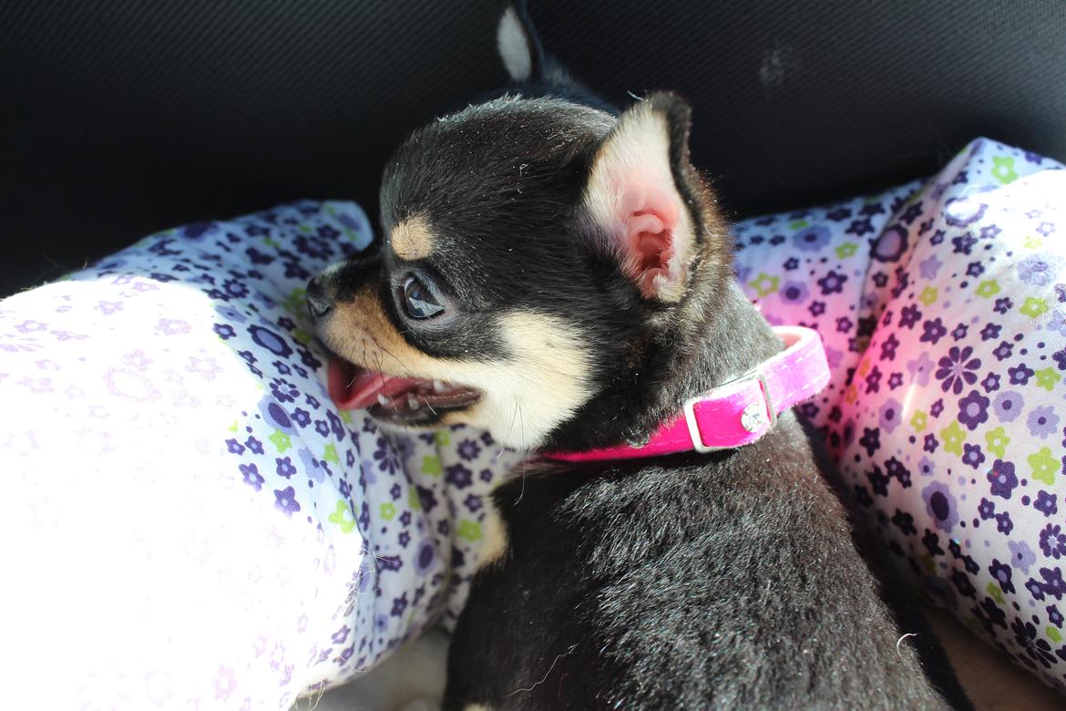 Chihuahua  holmbechs Just Viola (Viola) - hjem tur <3 billede 25