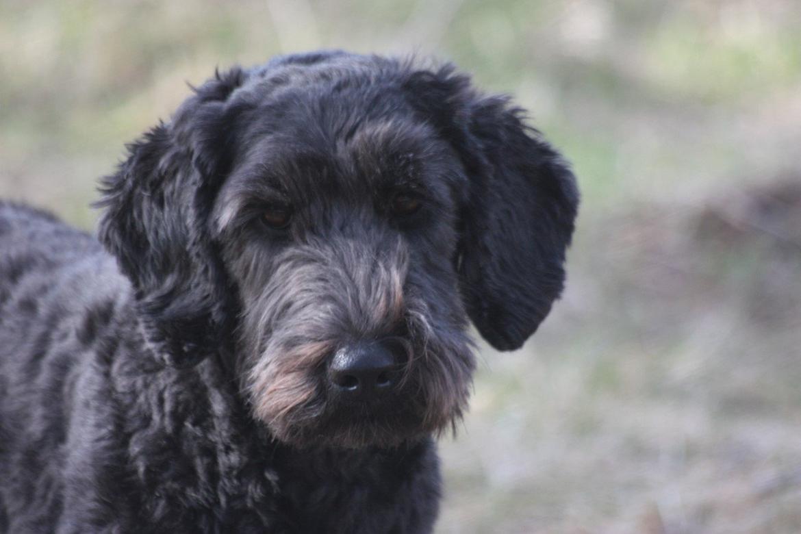 Blanding af racer Tumle billede 1