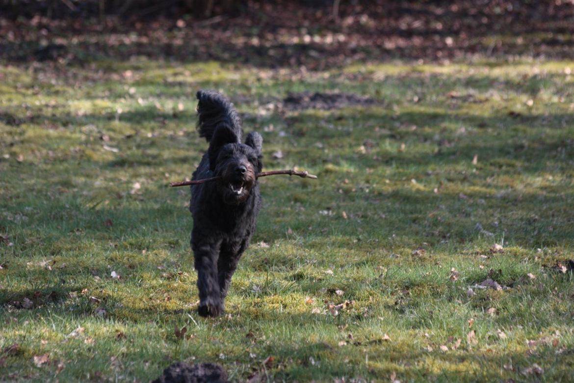 Blanding af racer Tumle billede 3