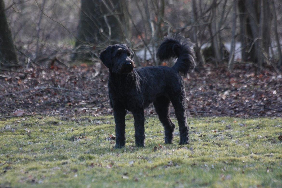 Blanding af racer Tumle billede 2