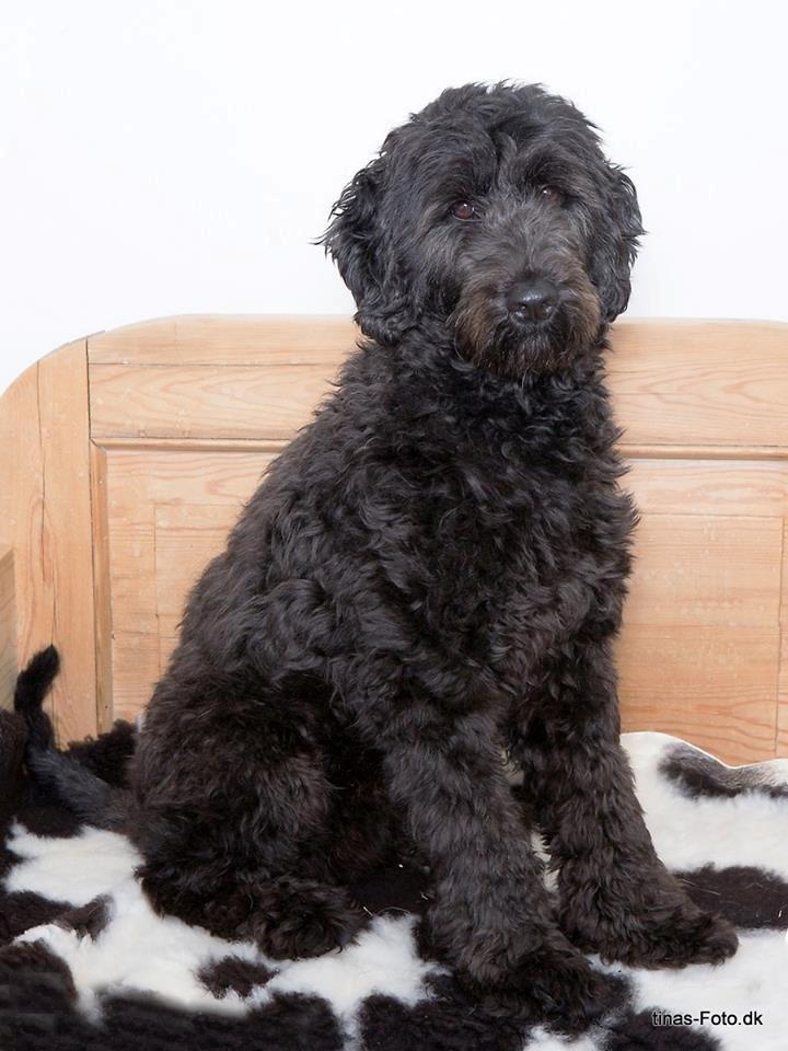 Blanding af racer Tumle billede 4