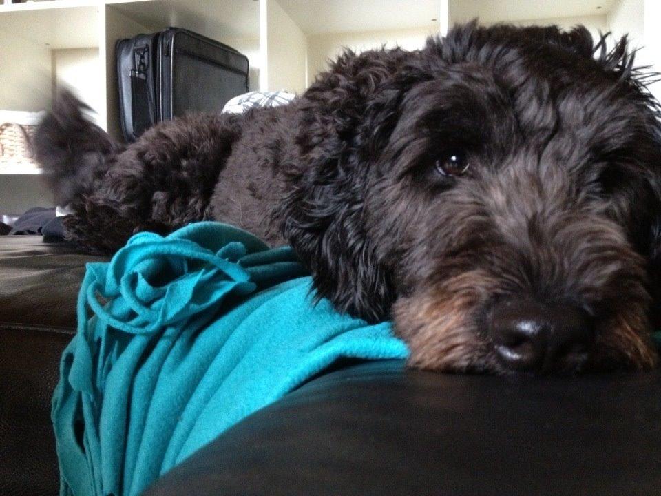 Blanding af racer Tumle billede 5