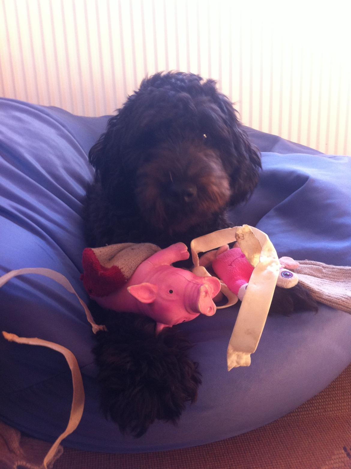 Blanding af racer Tumle billede 6