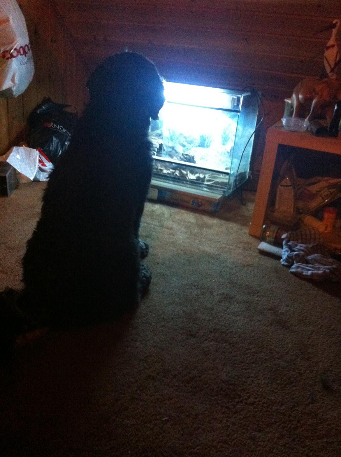 Blanding af racer Tumle billede 7