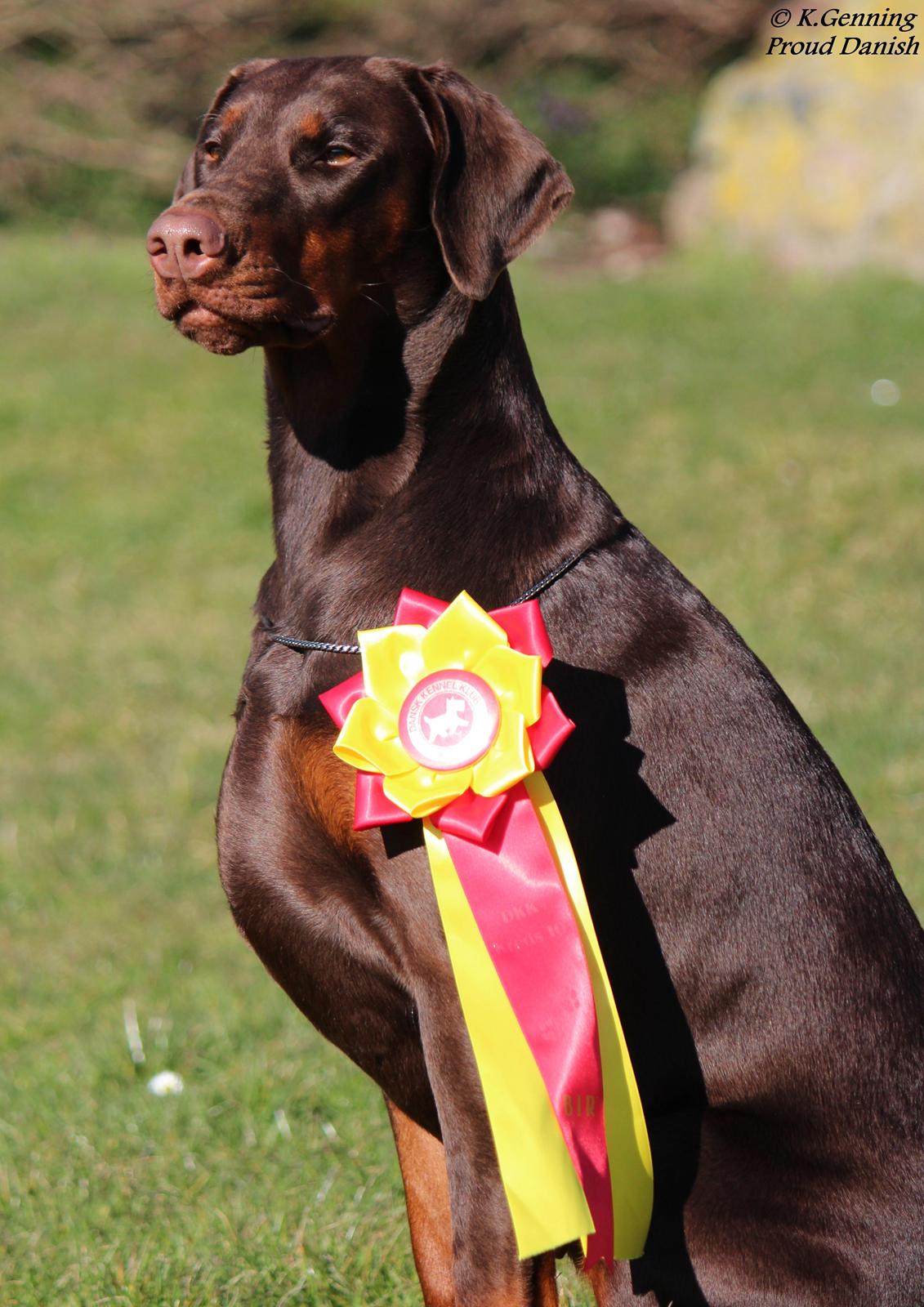 Dobermann DKKV13 AJW13 LUCH Proud Danish Flying Indian Girl billede 2