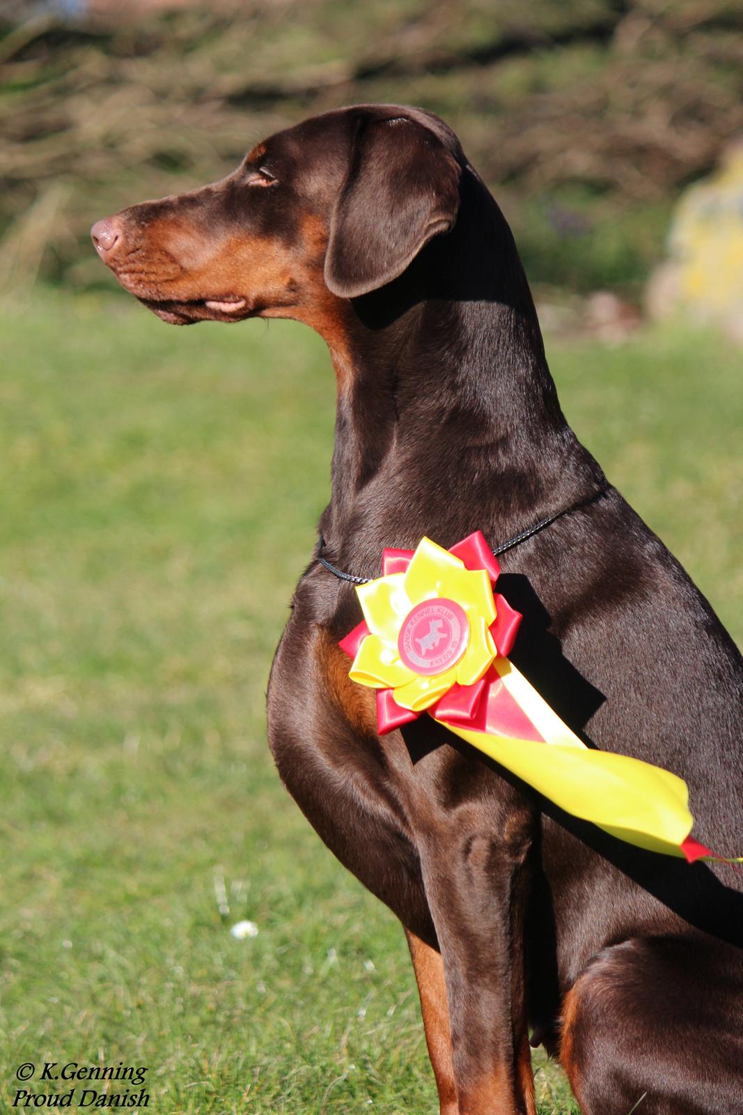 Dobermann DKKV13 AJW13 LUCH Proud Danish Flying Indian Girl billede 3