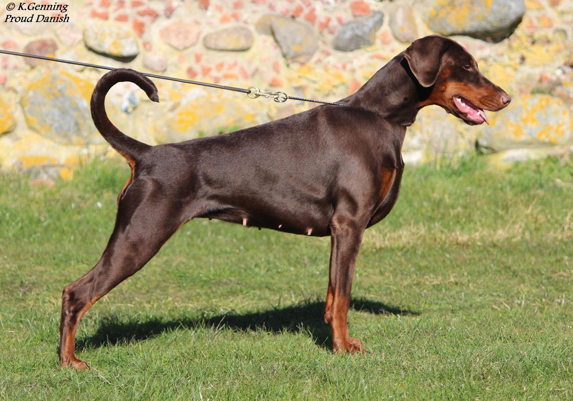 Dobermann DKKV13 AJW13 LUCH Proud Danish Flying Indian Girl billede 4