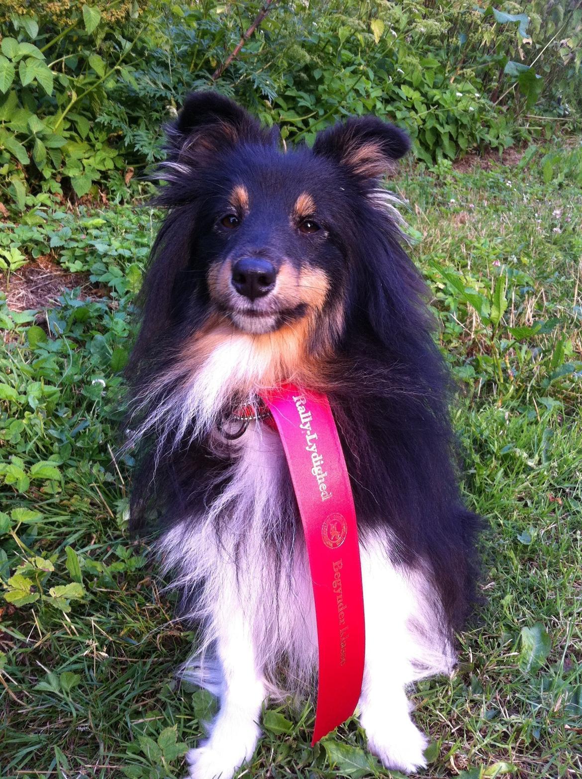 Shetland sheepdog Jessie - 1. pind i Rally juni 2014 billede 19