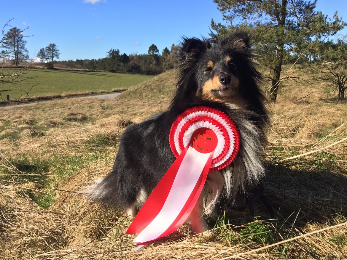 Shetland sheepdog Jessie - 1. plads i Freestyleklasse 1, i Rønde 2015 billede 14