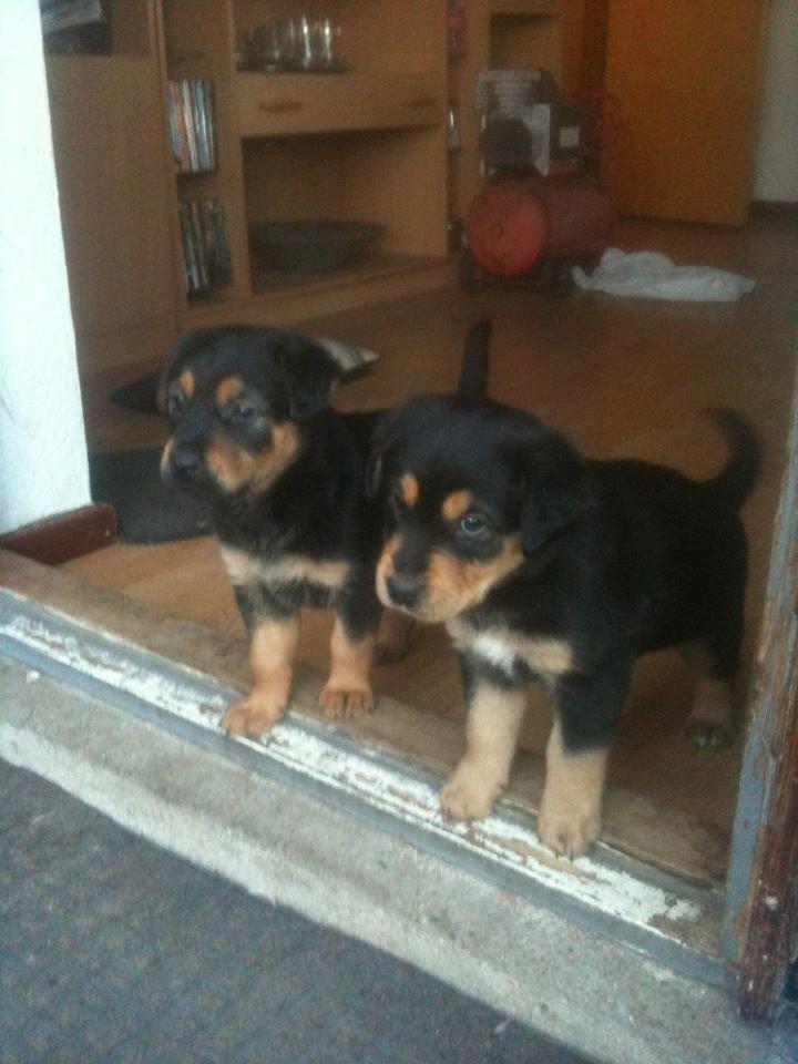 Blanding af racer ANTON - Anton til højre sammen med sin søster. billede 1