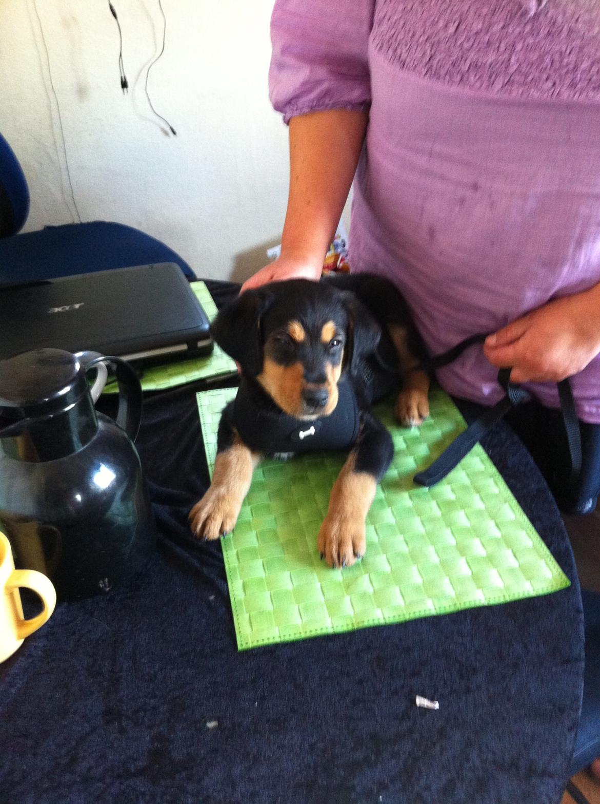 Blanding af racer ANTON - den dag Anton blev hentet hjem  billede 2