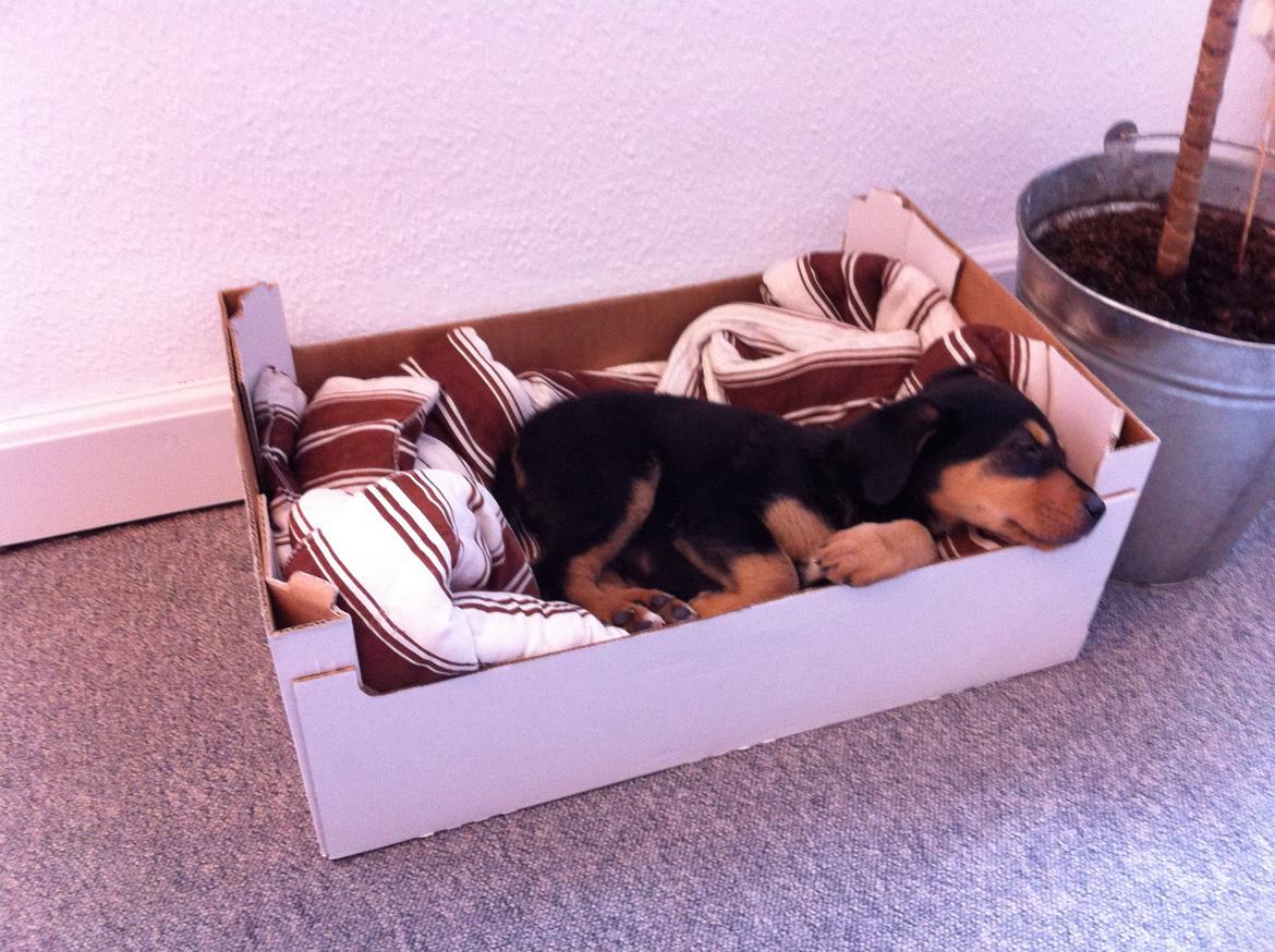 Blanding af racer ANTON - den første dag på arbejde  billede 3