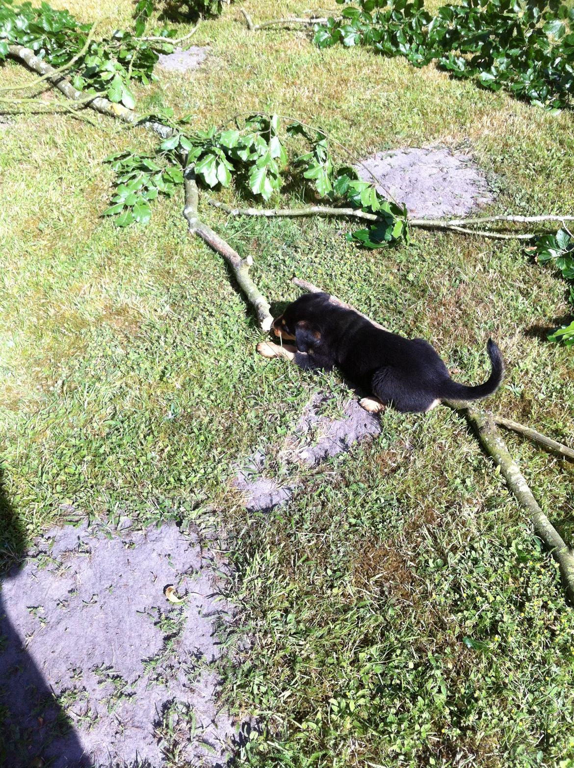 Blanding af racer ANTON - Anton på havearbejde billede 5