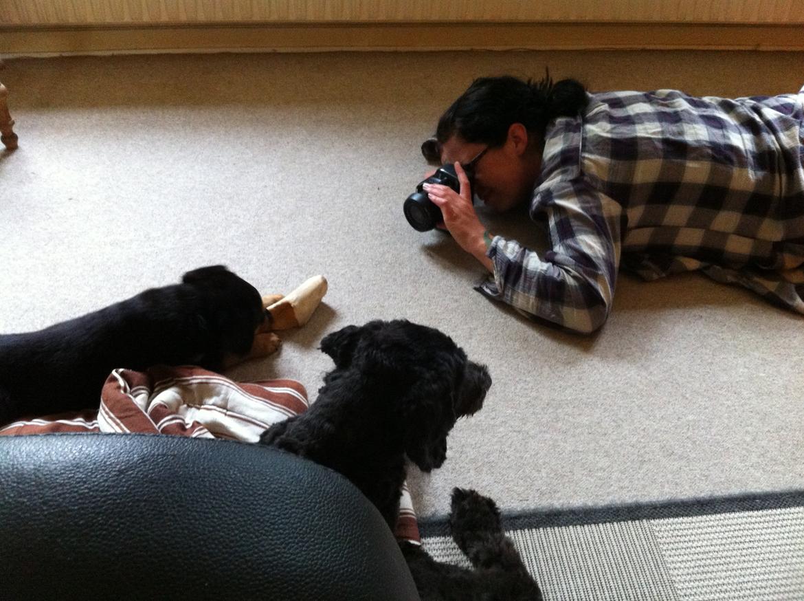 Blanding af racer ANTON - Anton som fotomodel billede 7