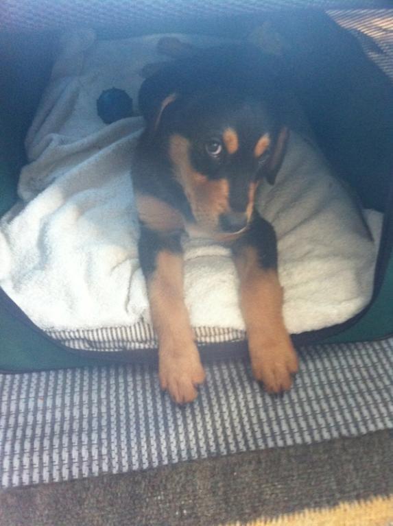 Blanding af racer ANTON - En lille lurer  billede 8