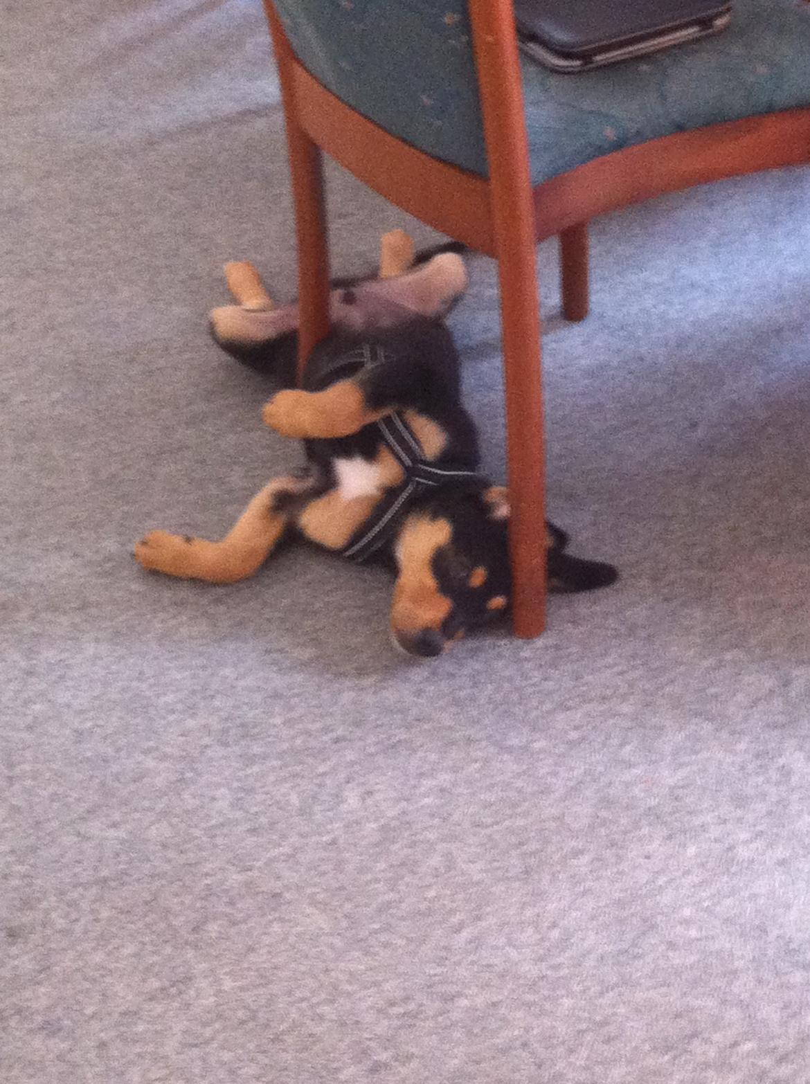 Blanding af racer ANTON - Anton holder en pause på arbejde billede 9