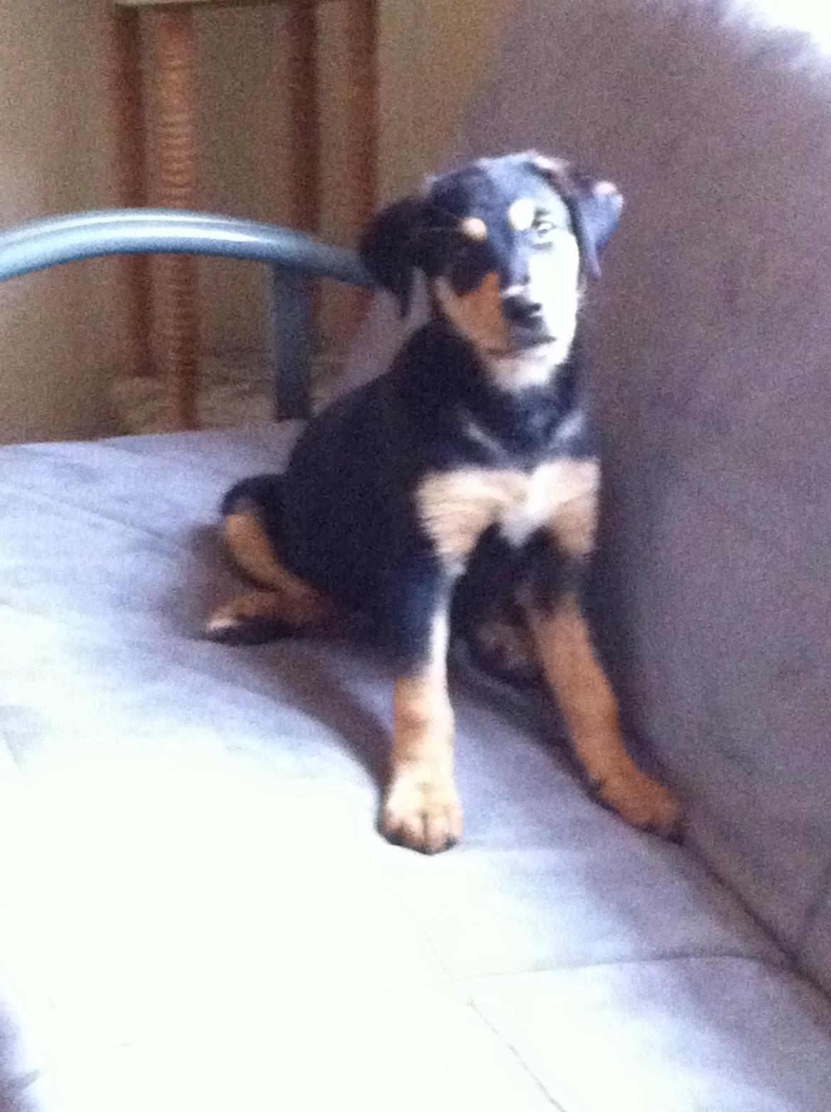 Blanding af racer ANTON - En stolt hund - første gang man fik rumpen med op i sofaen billede 11