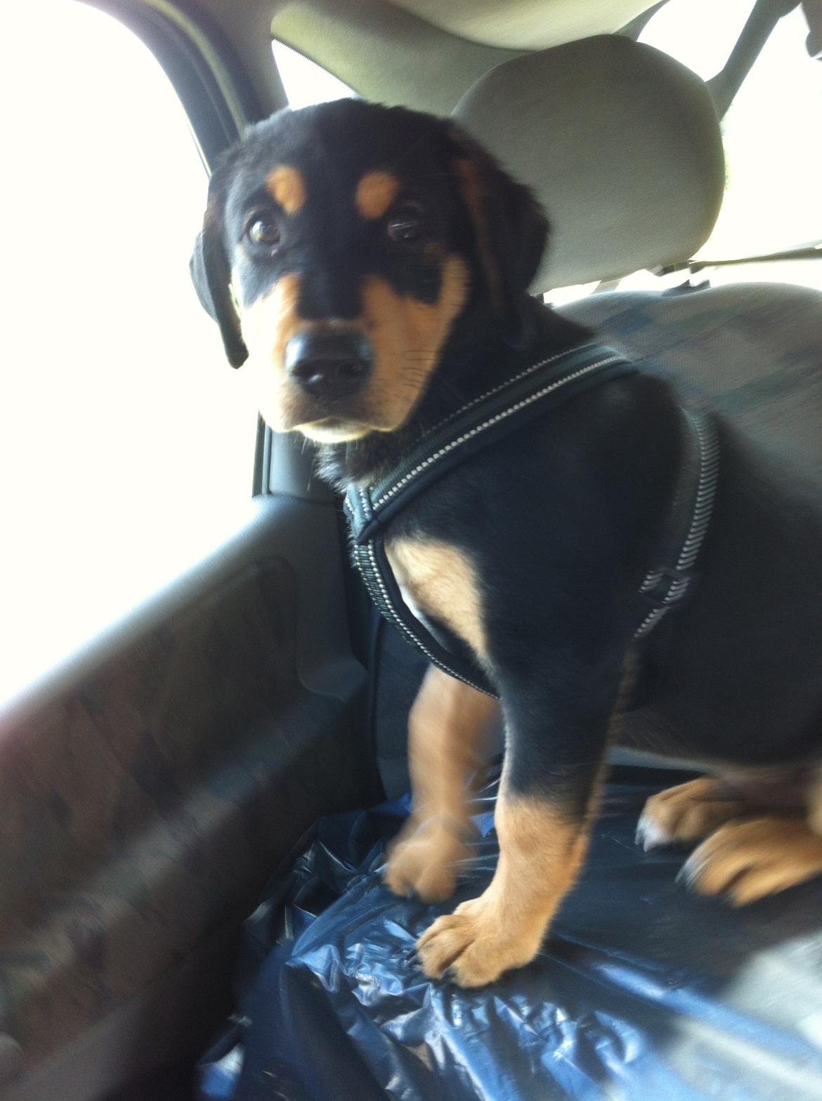 Blanding af racer ANTON - her er det lykkes for Anton at slippe ud af sit bur i bilen billede 12