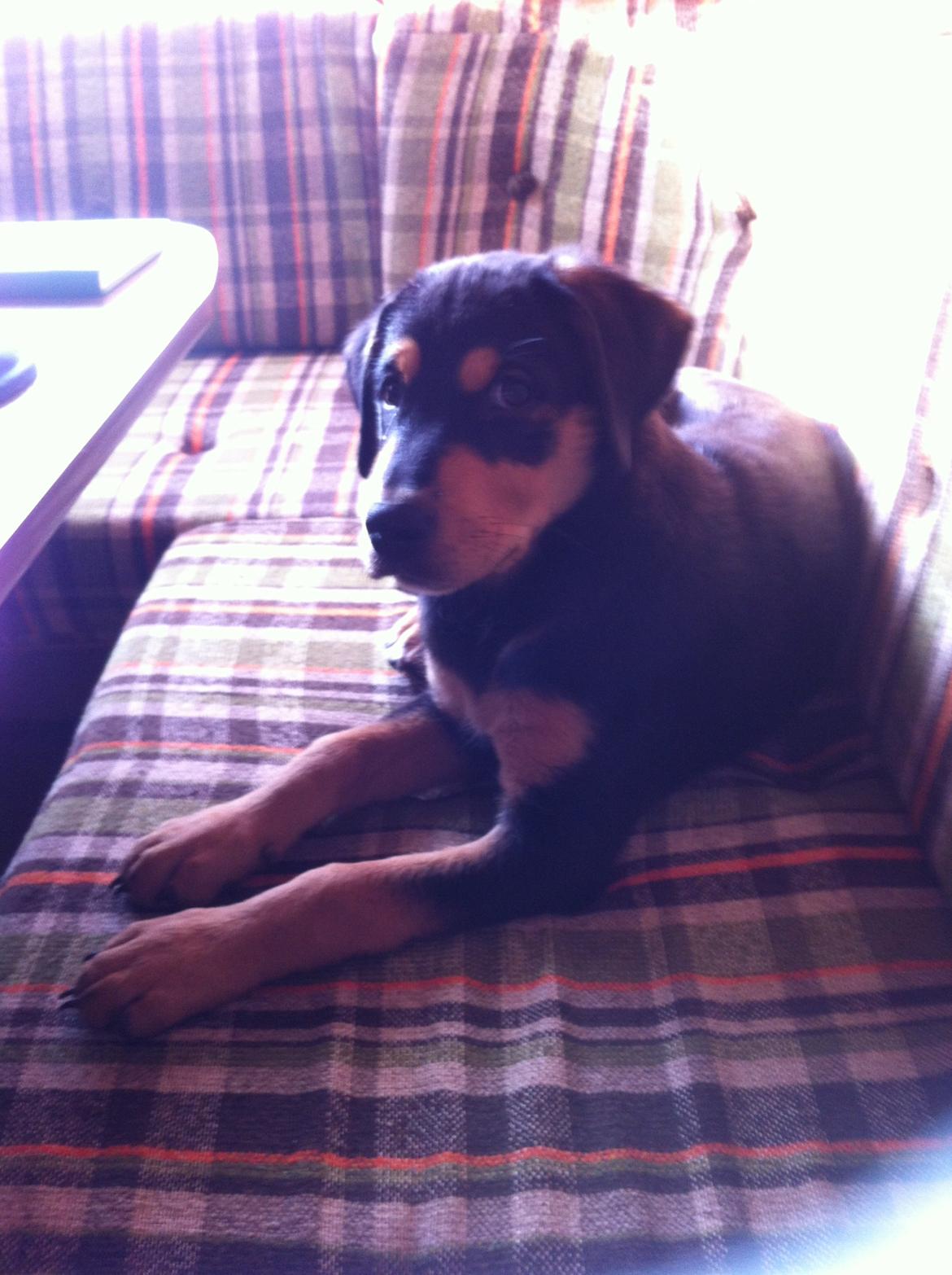 Blanding af racer ANTON - så fandt Anton sin plads inde i campingvognen billede 13