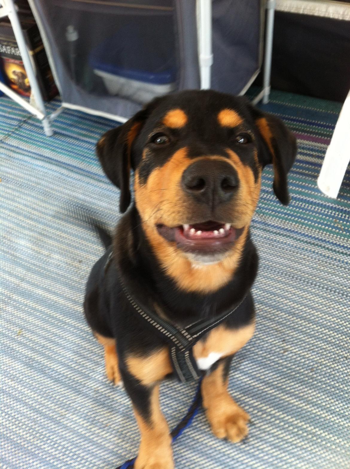 Blanding af racer ANTON - se mor jeg har tabt mine første mælketænder  billede 14